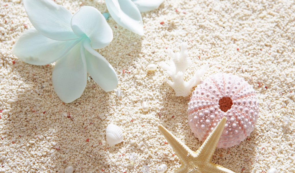 Обои песок, пляж, лето, ракушки, sand, beach, summer, shell разрешение 2560x1600 Загрузить