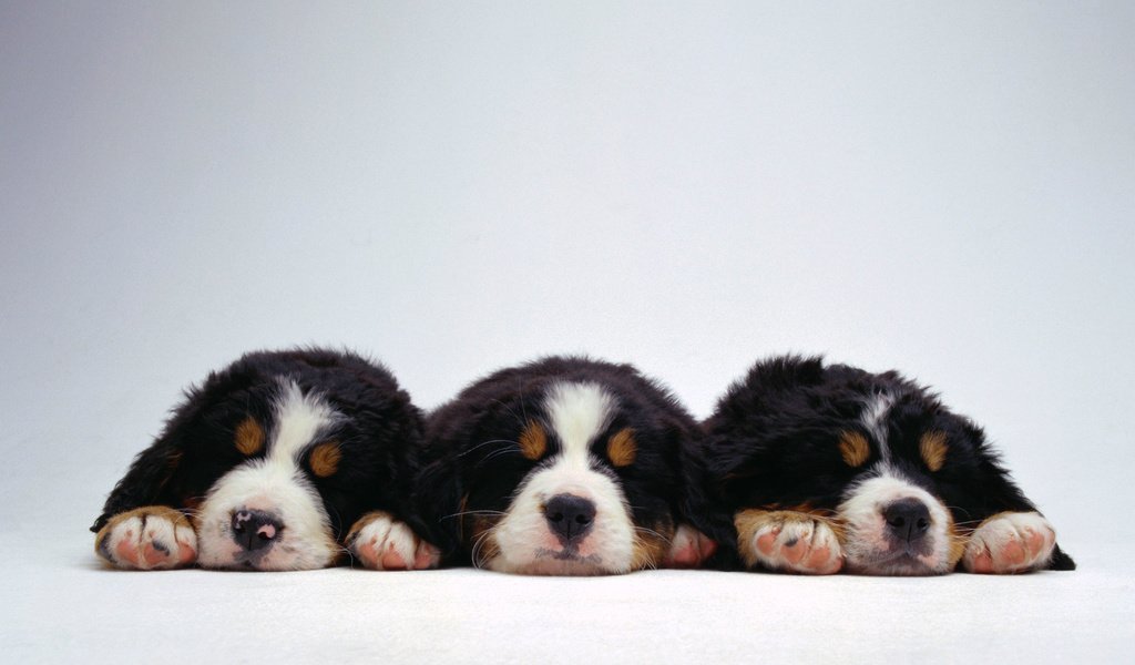Обои три, веселых, щенка, three, fun, puppy разрешение 1920x1080 Загрузить