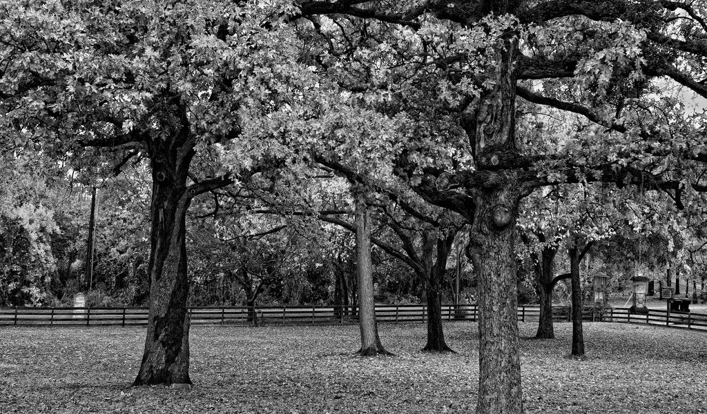 Обои деревья, парк, ветви, листва, забор, чёрно-белое, черно-белая, trees, park, branch, foliage, the fence, black and white разрешение 2560x1600 Загрузить