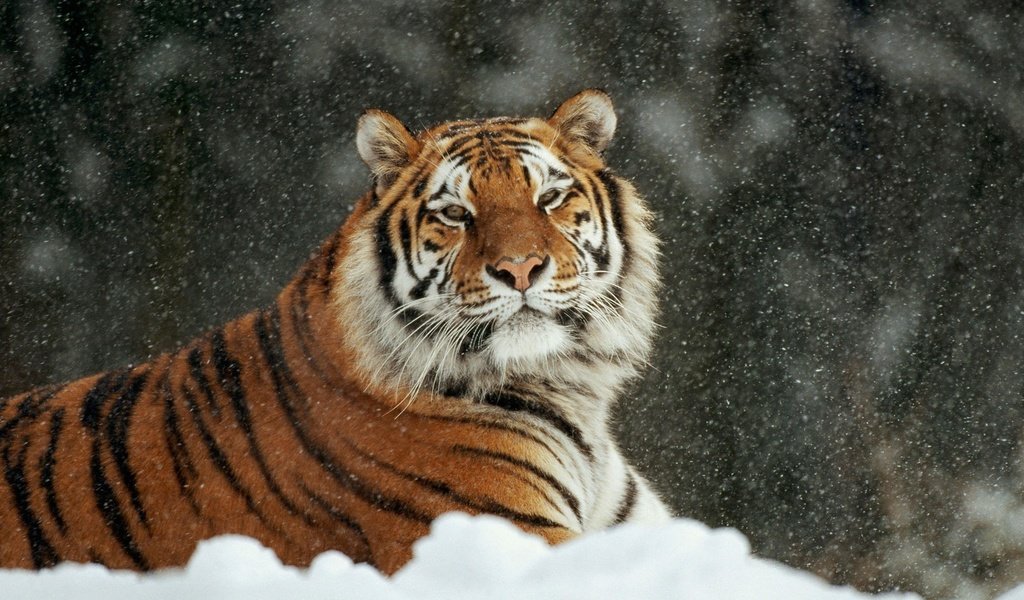 Обои тигр, снег, зима, кошка, лежит, аррр, tiger, snow, winter, cat, lies, arrr разрешение 1920x1200 Загрузить