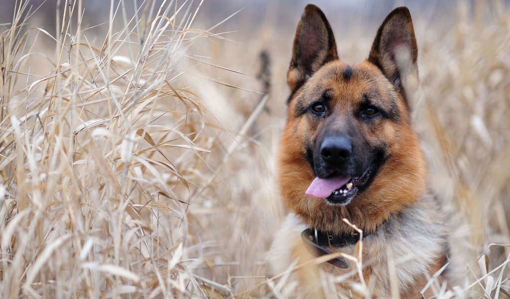 Обои морда, трава, уши, язык, немецкая овчарка, овчарка, face, grass, ears, language, german shepherd, shepherd разрешение 2560x1600 Загрузить