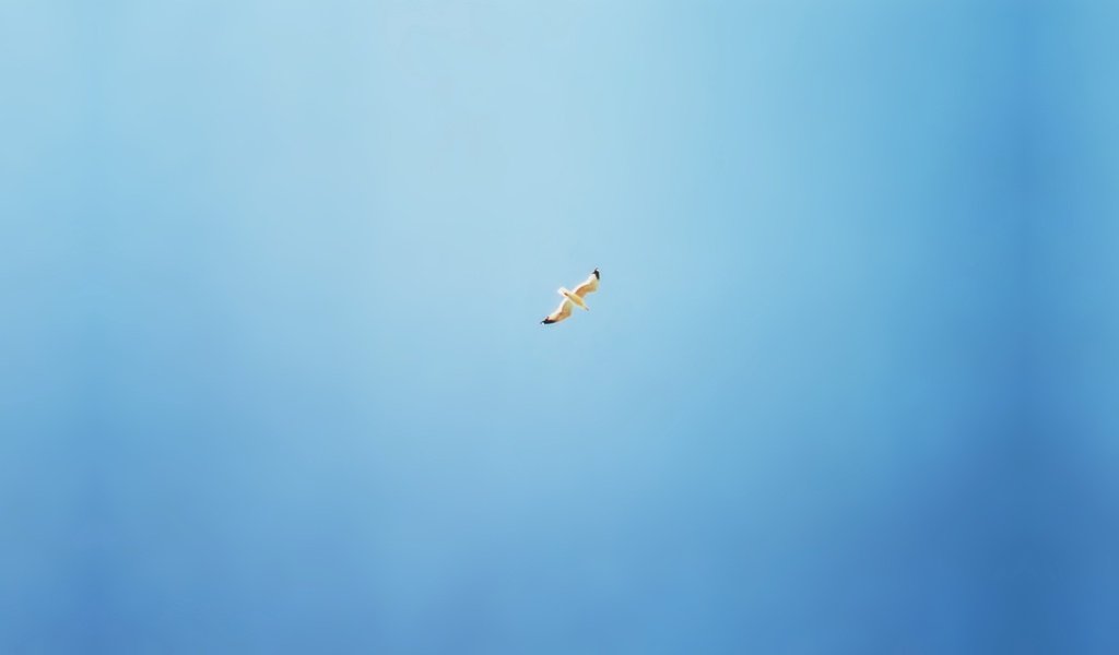 Обои синий, чайка, минимализм, птицы, blue, seagull, minimalism, birds разрешение 2560x1600 Загрузить