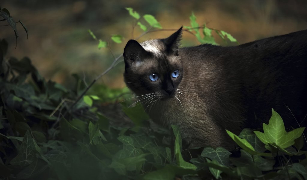 Обои трава, животные, кот, сиамский, голубоглазый, grass, animals, cat, siamese, blue-eyed разрешение 1920x1200 Загрузить