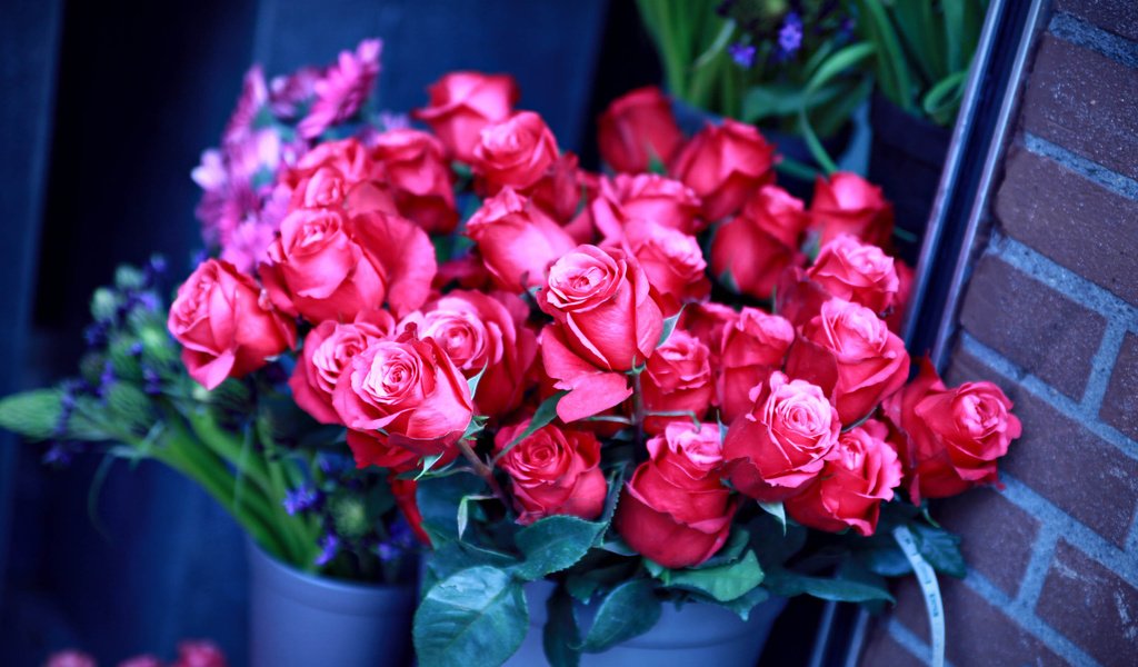 Обои розы, стена, ведра, rozy, vedra, stena, roses, wall, bucket разрешение 2856x2000 Загрузить
