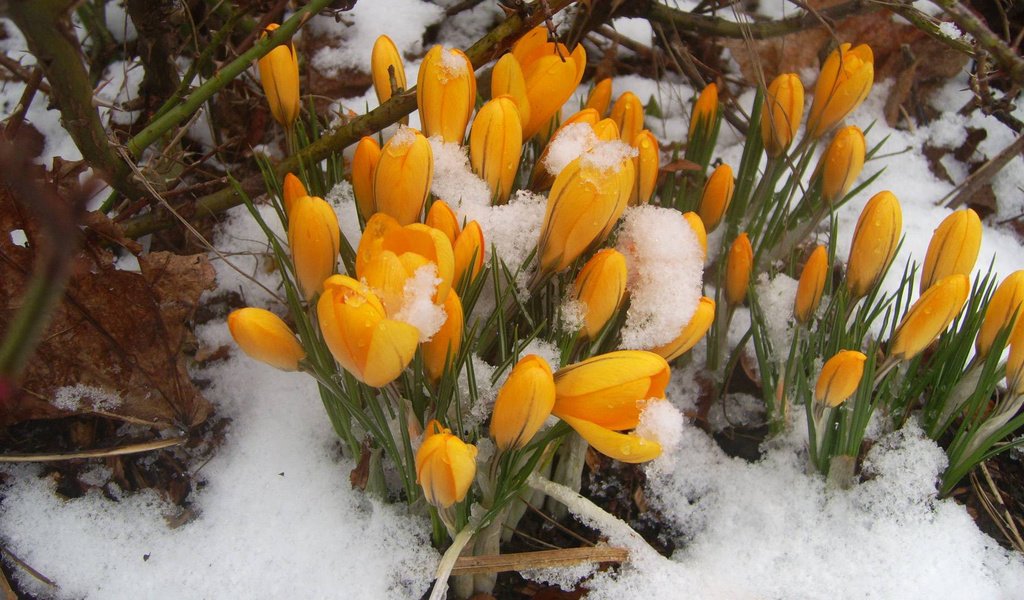 Обои цветы, снег, желтый, бутоны, весна, желтые, подснежники, крокусы, flowers, snow, yellow, buds, spring, snowdrops, crocuses разрешение 1920x1080 Загрузить