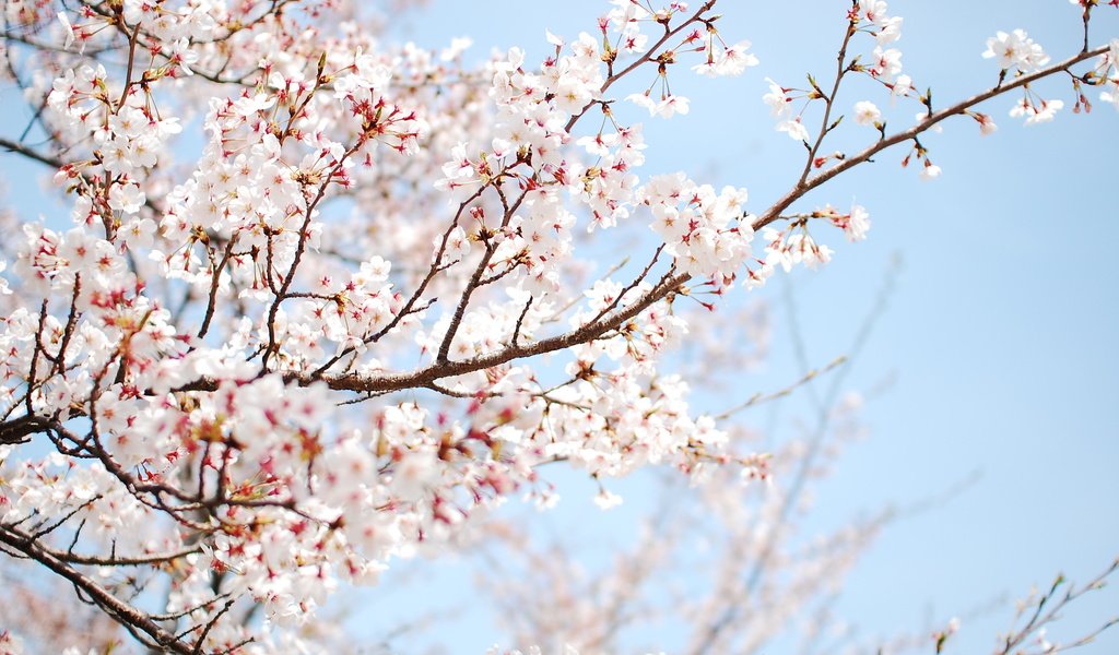 Обои дерево, цветение, весна, tree, flowering, spring разрешение 3008x2000 Загрузить