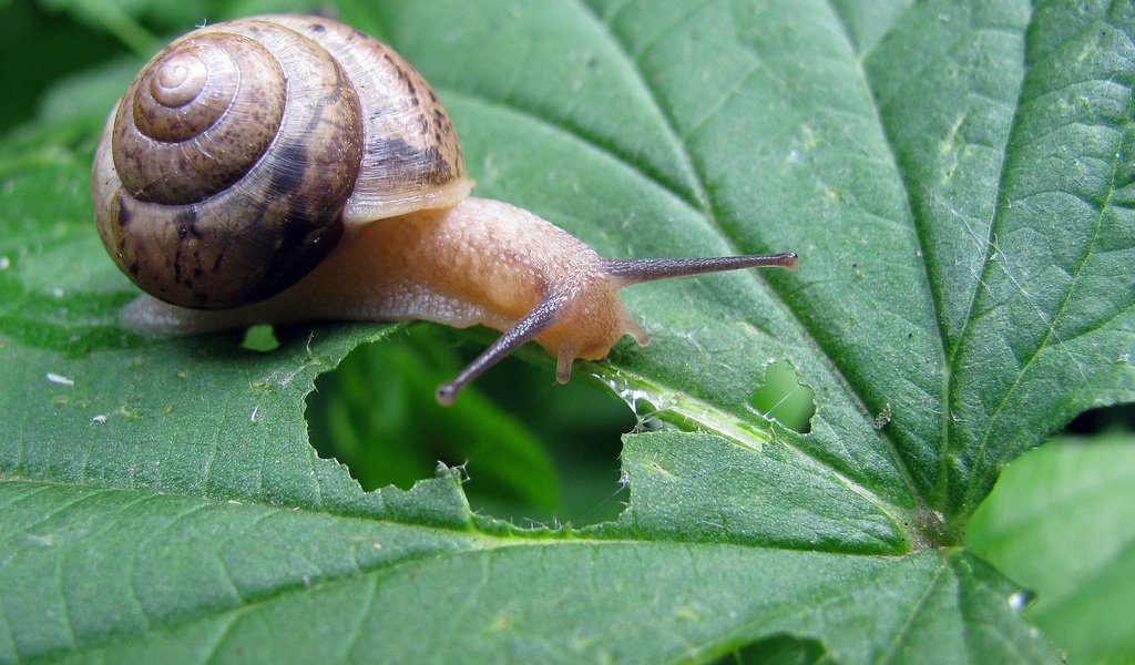 Обои трава, природа, зелень, лист, улитка, grass, nature, greens, sheet, snail разрешение 1920x1200 Загрузить