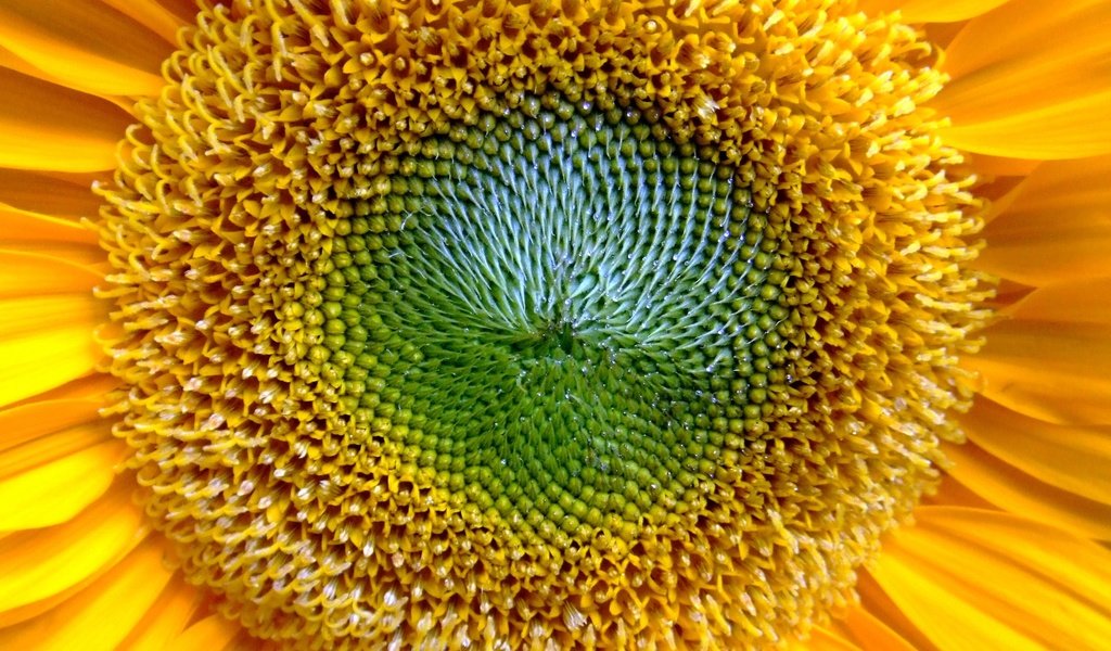 Обои желтый, цветок, лепестки, подсолнух, желтые, крупным планом, yellow, flower, petals, sunflower, closeup разрешение 2560x1600 Загрузить