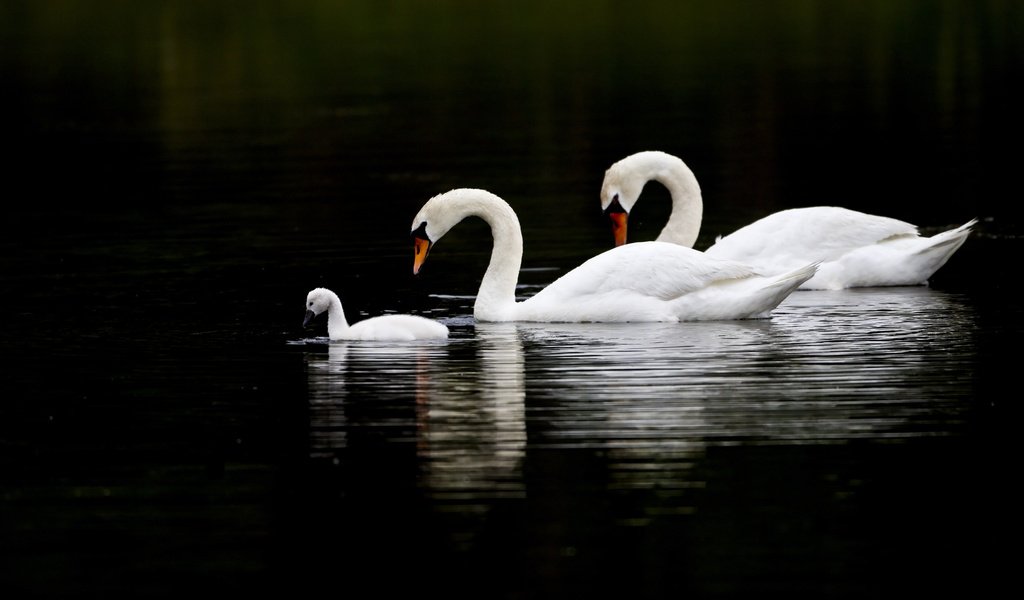 Обои озеро, любовь, лебеди, верность, lake, love, swans, loyalty разрешение 2560x1600 Загрузить