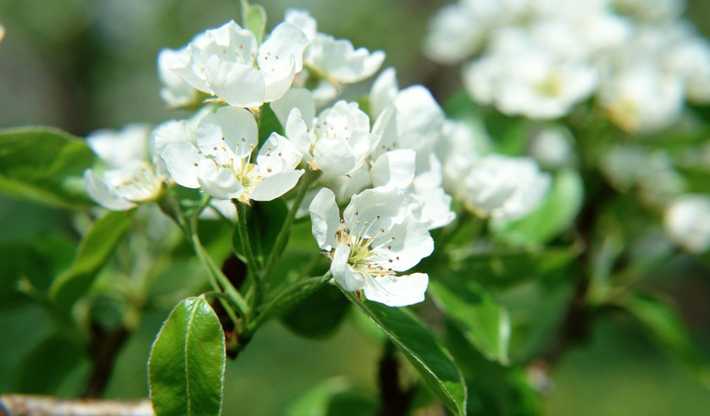 Обои дерево, цветение, ветки, весна, яблоня, tree, flowering, branches, spring, apple разрешение 1920x1200 Загрузить