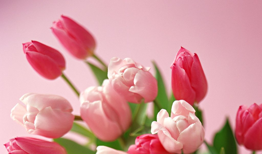 Обои весна, тюльпан, spring, tulip разрешение 1920x1200 Загрузить