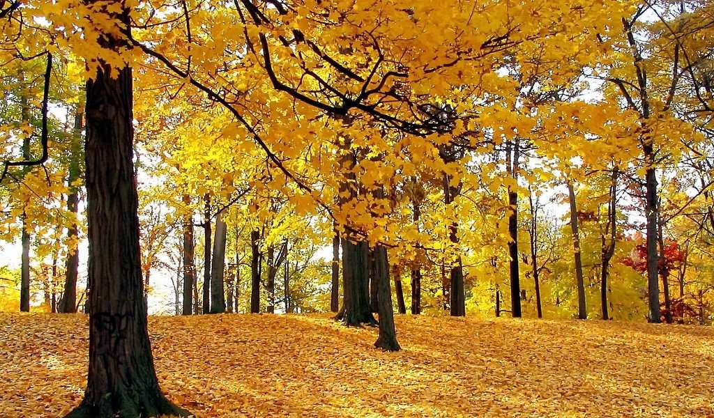 Обои деревья, лес, листья, листва, осень, trees, forest, leaves, foliage, autumn разрешение 1920x1080 Загрузить