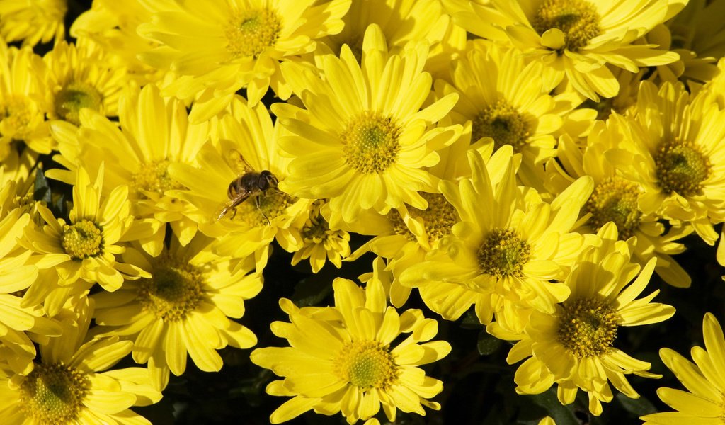Обои цветы, желтые, хризантемы, flowers, yellow, chrysanthemum разрешение 1920x1200 Загрузить