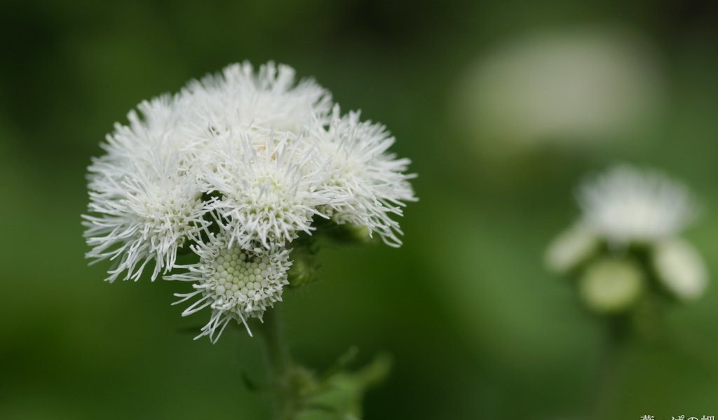 Обои цветы, размытость, белые, агератум, flowers, blur, white, ageratum разрешение 1920x1200 Загрузить