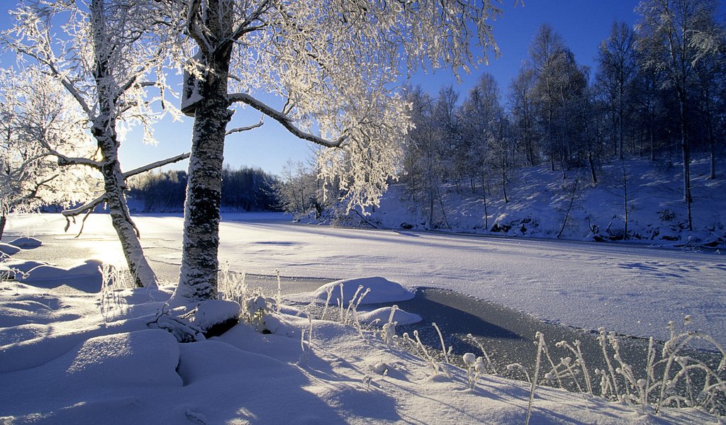 Обои деревья, река, снег, лес, зима, trees, river, snow, forest, winter разрешение 1920x1200 Загрузить