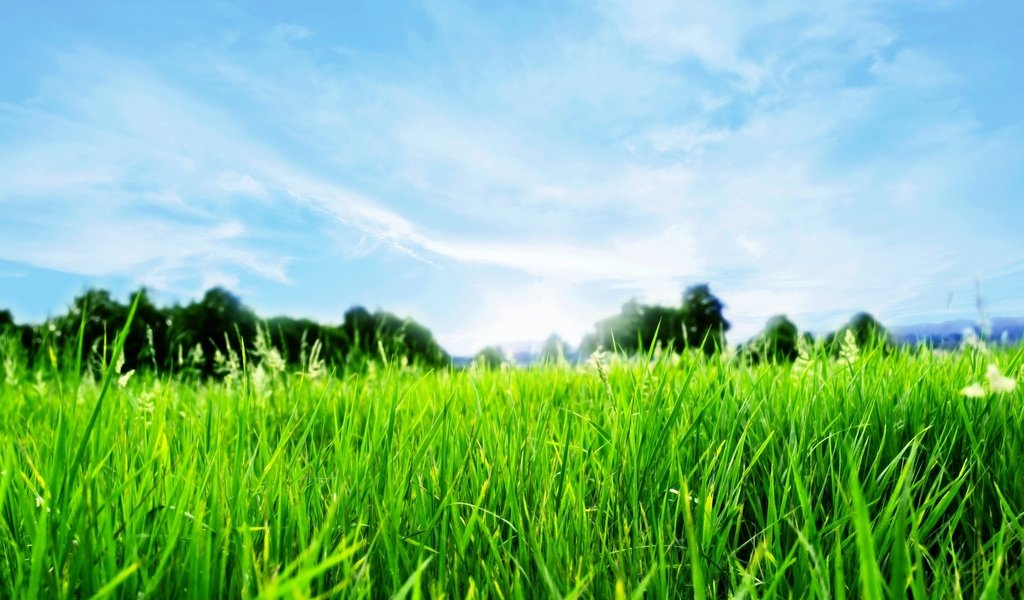 Обои небо, трава, природа, пейзаж, the sky, grass, nature, landscape разрешение 2560x1600 Загрузить