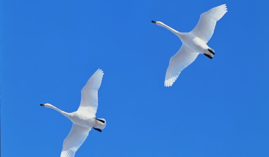 Обои лебеди, swans разрешение 1920x1200 Загрузить
