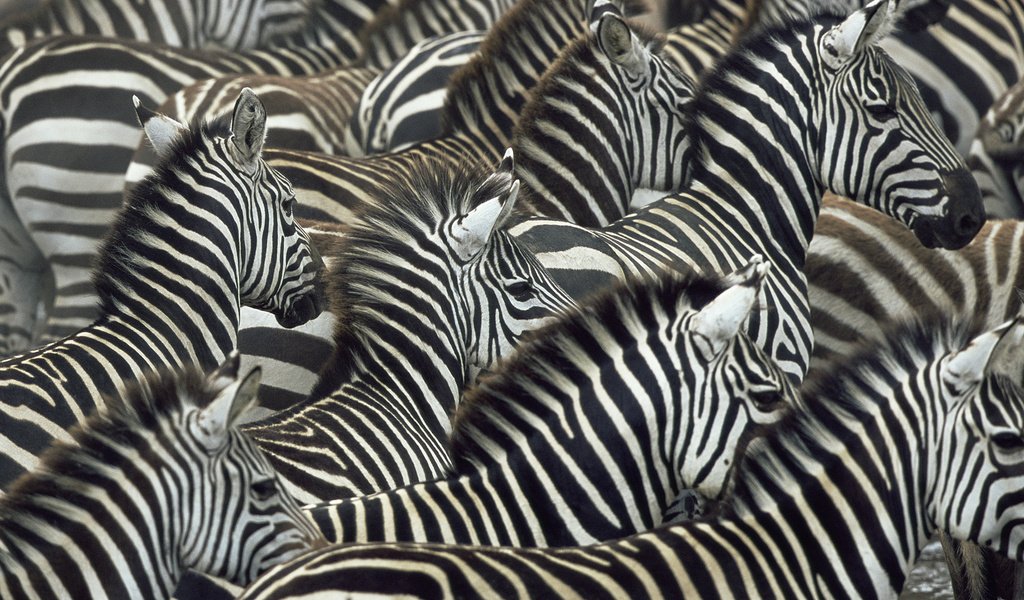 Обои зебры, zebra разрешение 1920x1080 Загрузить