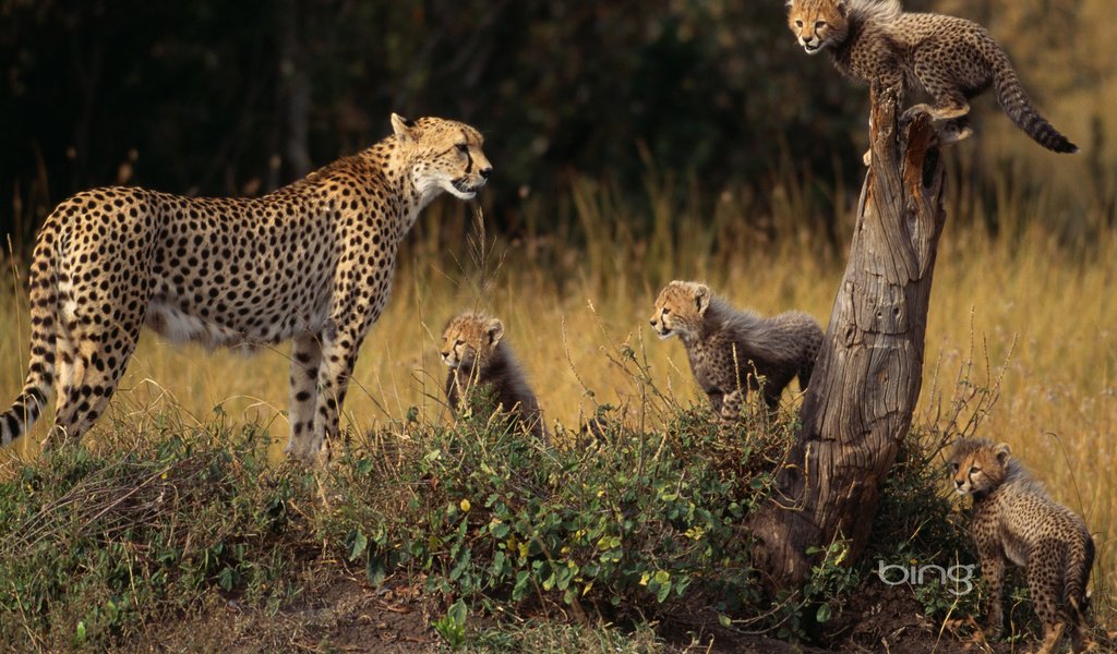 Обои гепард, cheetah разрешение 1920x1200 Загрузить