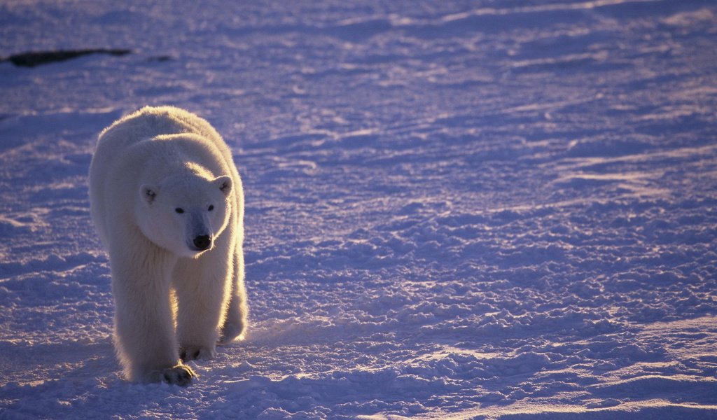 Обои снег, полярный медведь, медведь, белый, прогулка, белый медведь, арктика, snow, polar bear, bear, white, walk, arctic разрешение 2560x1694 Загрузить