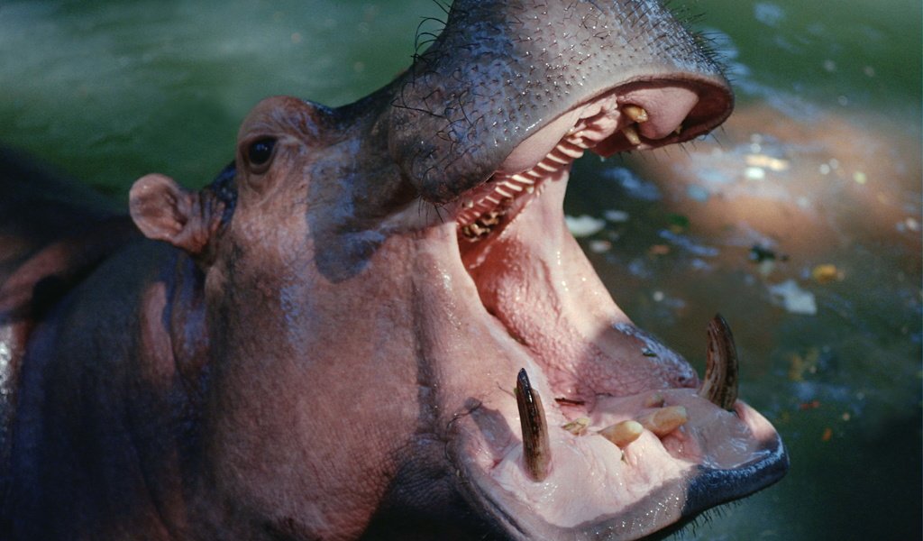 Обои вода, зубы, пасть, бегемот, гиппопотам, water, teeth, mouth, hippo разрешение 3072x2048 Загрузить