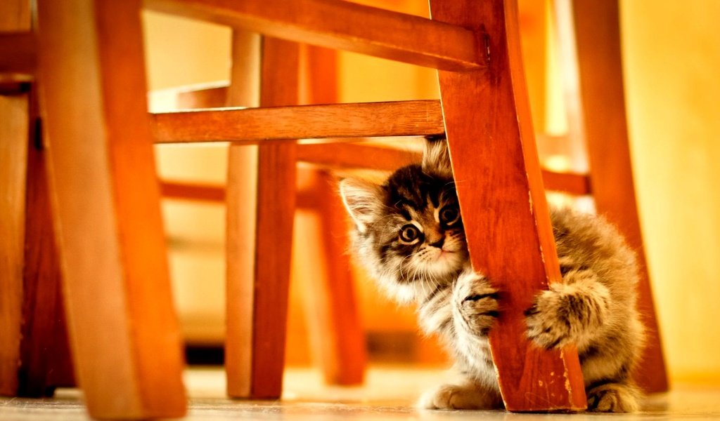 Обои котенок, пушистый, стул, kitty, fluffy, chair разрешение 2000x1250 Загрузить