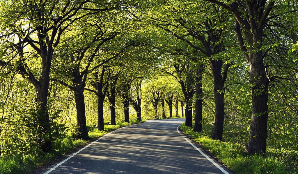 Обои дорога, деревья, асфальт, road, trees, asphalt разрешение 1920x1200 Загрузить