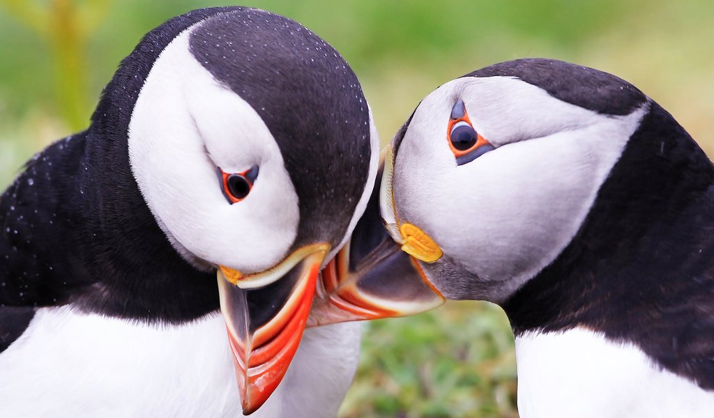 Обои природа, птицы, тупик, атлантический тупик, nature, birds, stalled, atlantic puffin разрешение 1920x1200 Загрузить