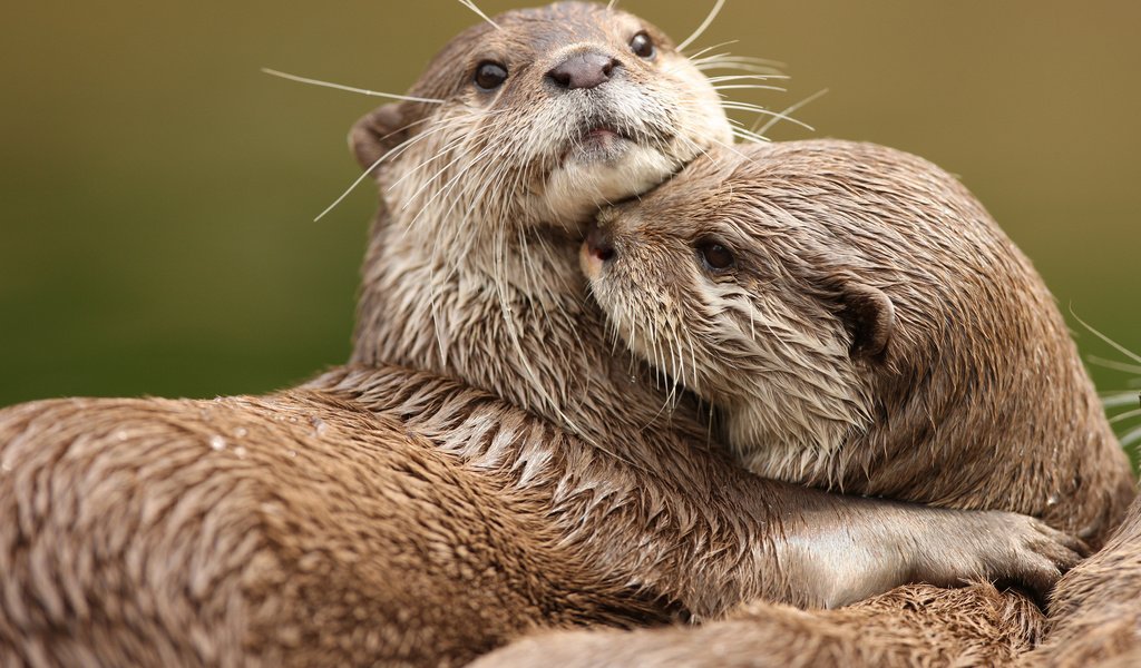 Обои животные, любовь, две, выдры, обнимаются, animals, love, two, otters, hug разрешение 2560x1600 Загрузить