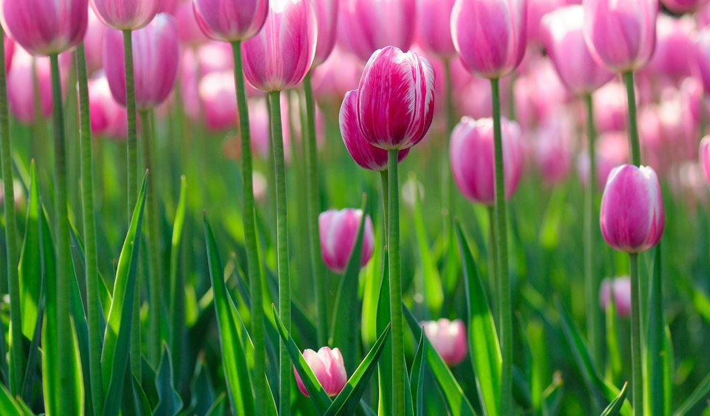 Обои цветы, поле, тюльпаны, много, клумба, flowers, field, tulips, a lot, flowerbed разрешение 1920x1200 Загрузить