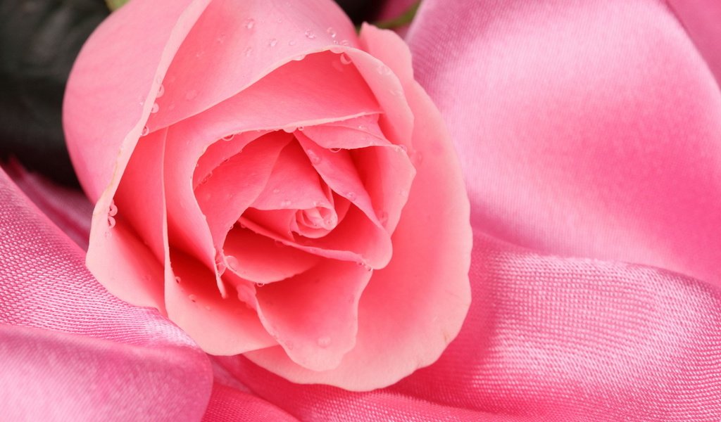 Обои роса, rozovyj, cvetok, kapli, roza, rosa разрешение 2560x1706 Загрузить