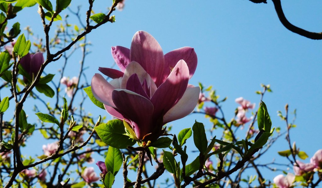 Обои киев, botanicheskij sad, magnoliya, kiev разрешение 2160x1620 Загрузить