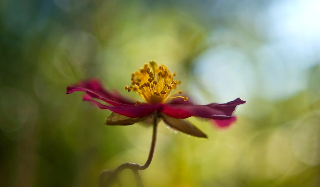 Обои макро, цветок, лепестки, стебель, боке, cvetok, makro, boke, macro, flower, petals, stem, bokeh разрешение 1920x1200 Загрузить