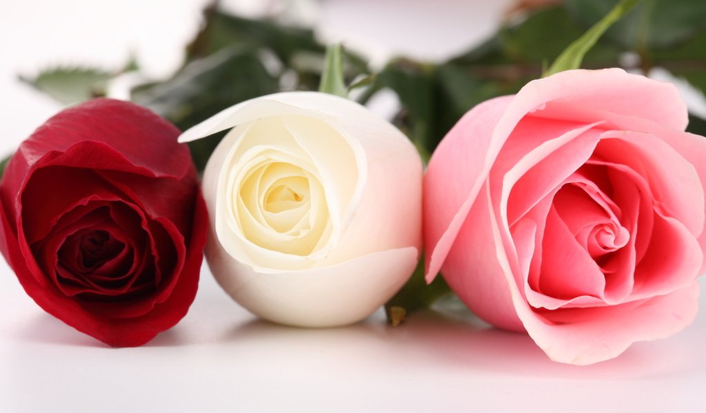 Обои цветы, бутоны, макро, розы, krasnaya, rozy, tri, rozovaya, belaya, flowers, buds, macro, roses разрешение 1920x1280 Загрузить