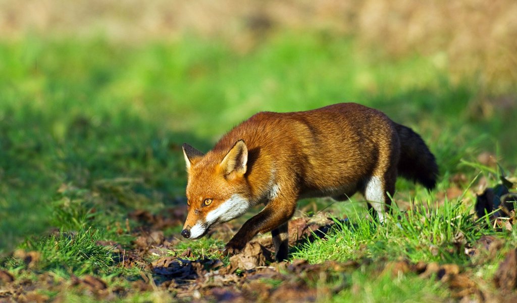 Обои трава, рыжая, лиса, лисица, охота, grass, red, fox, hunting разрешение 1920x1134 Загрузить