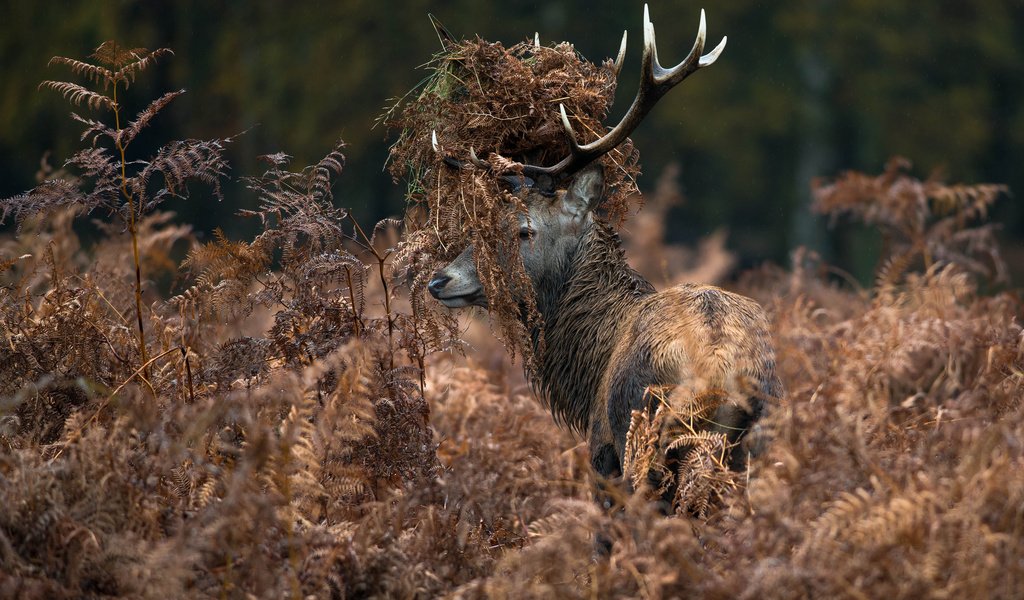 Обои трава, природа, олень, животные, рога, папоротник, сухая, grass, nature, deer, animals, horns, fern, dry разрешение 2048x1367 Загрузить