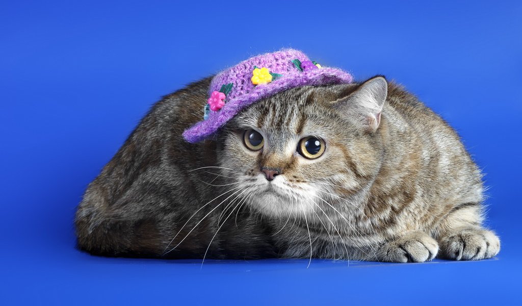Обои кот, мордочка, усы, кошка, взгляд, шляпка, синий фон, cat, muzzle, mustache, look, hat, blue background разрешение 2560x1600 Загрузить