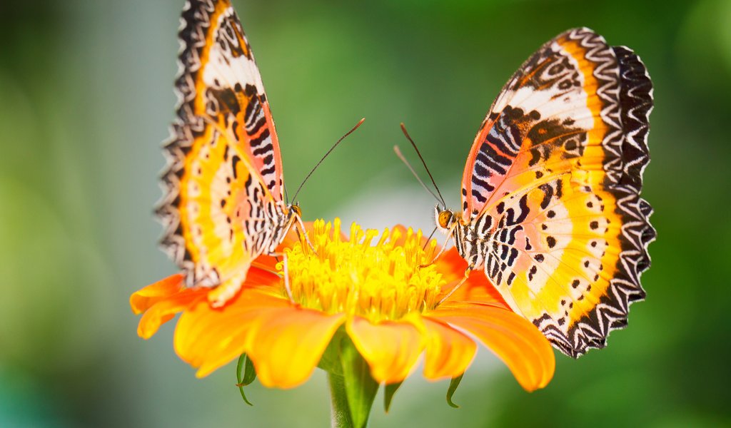 Обои макро, цветок, насекомые, бабочки, малайские златоглазки, macro, flower, insects, butterfly, malay lacewing разрешение 2048x1365 Загрузить
