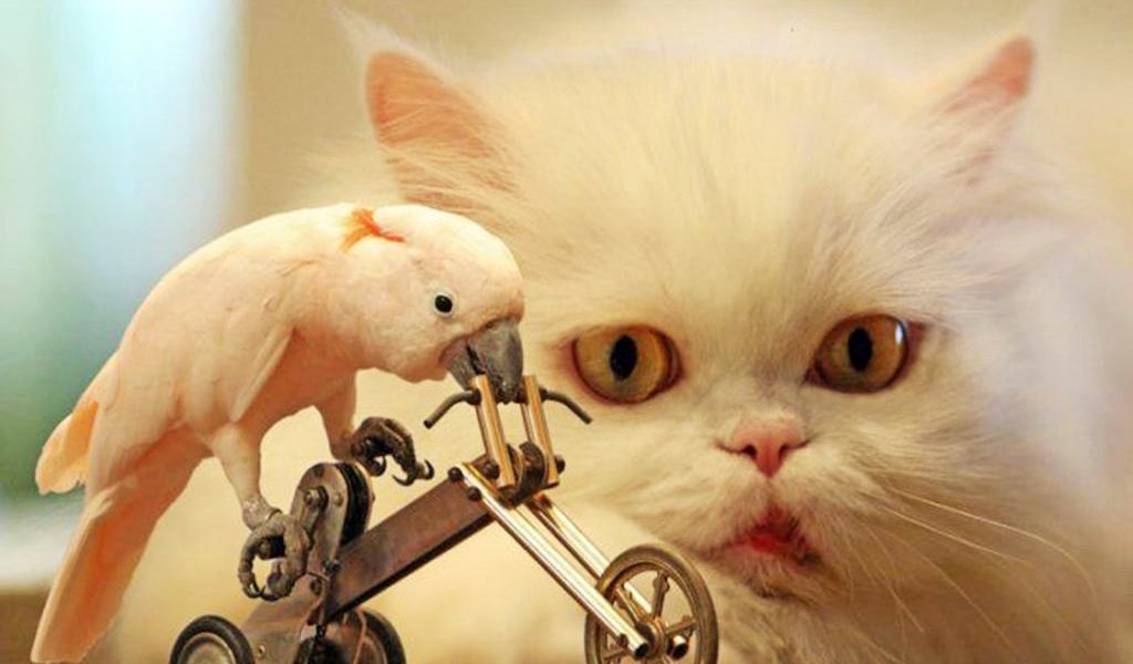 Обои кот, велосипед, попугай, cat, bike, parrot разрешение 2880x1800 Загрузить