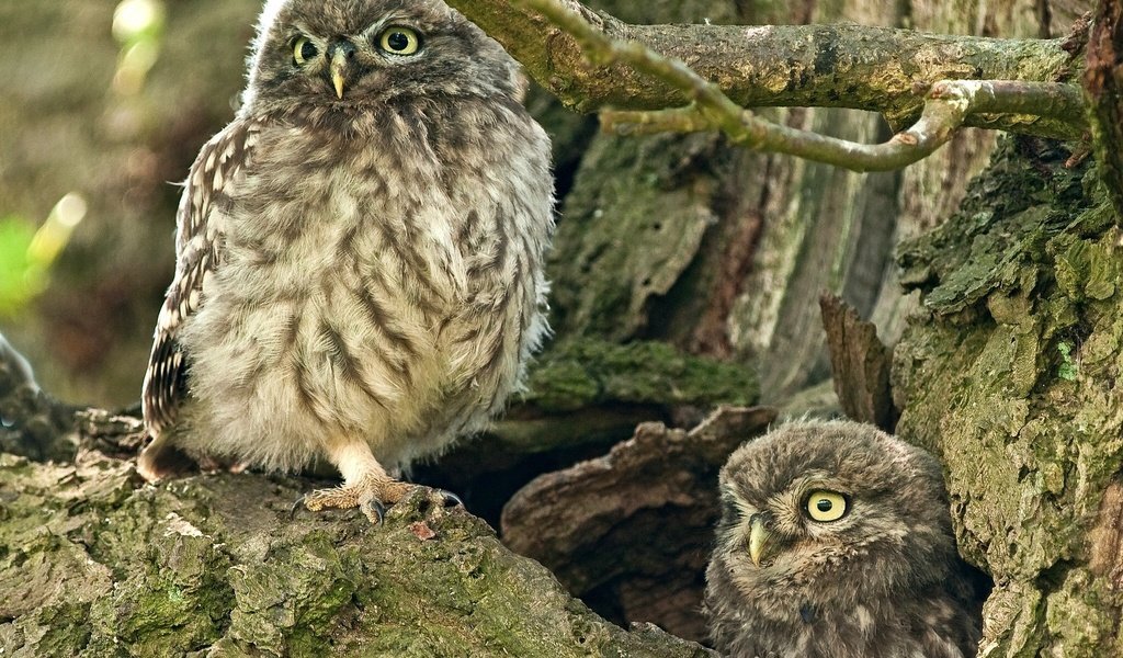 Обои сова, дерево, птица, совы, дупло, домовый сыч, owl, tree, bird, owls, the hollow, the little owl разрешение 2048x1537 Загрузить