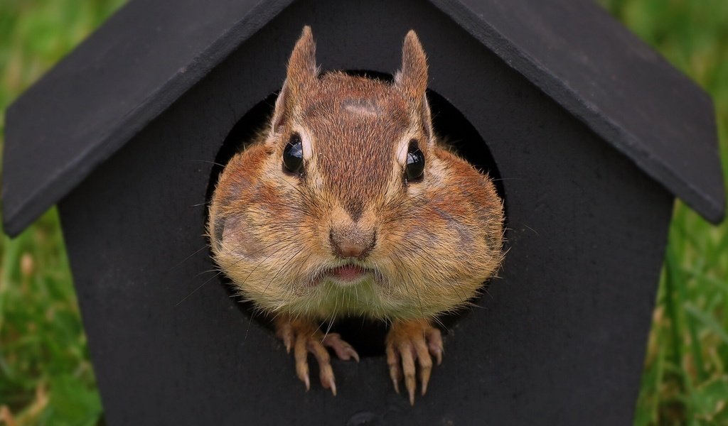 Обои домик, мордашка, зверек, скворечник, бурундук, грызун, house, face, animal, birdhouse, chipmunk, rodent разрешение 1920x1440 Загрузить