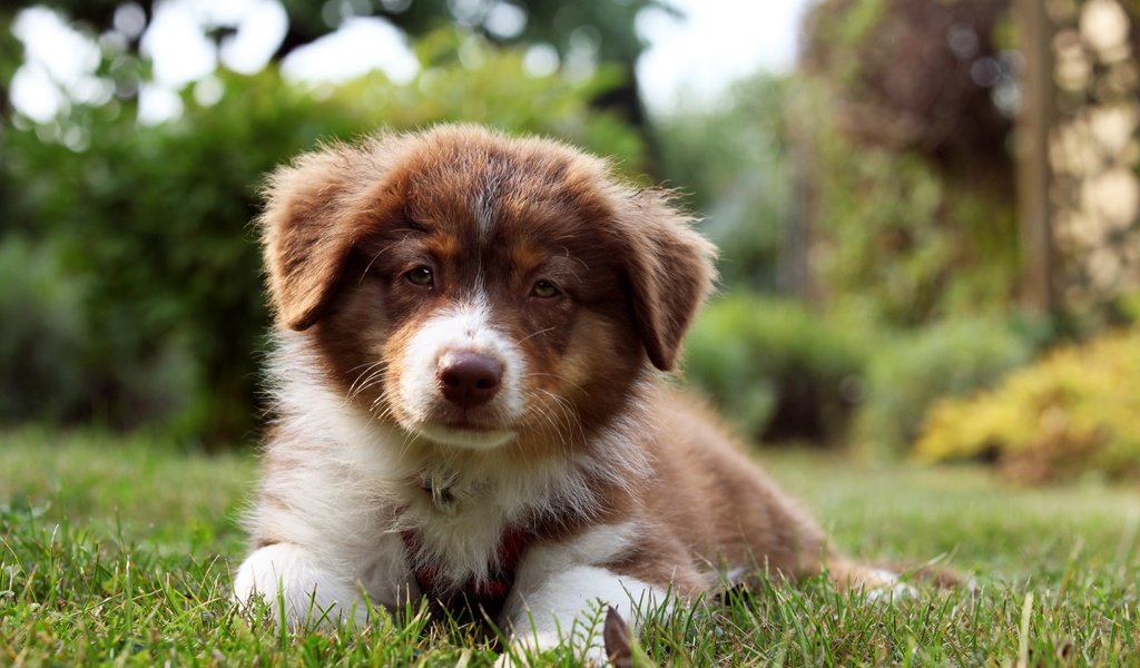 Обои трава, взгляд, собака, щенок, бордер-колли, grass, look, dog, puppy, the border collie разрешение 3600x2400 Загрузить