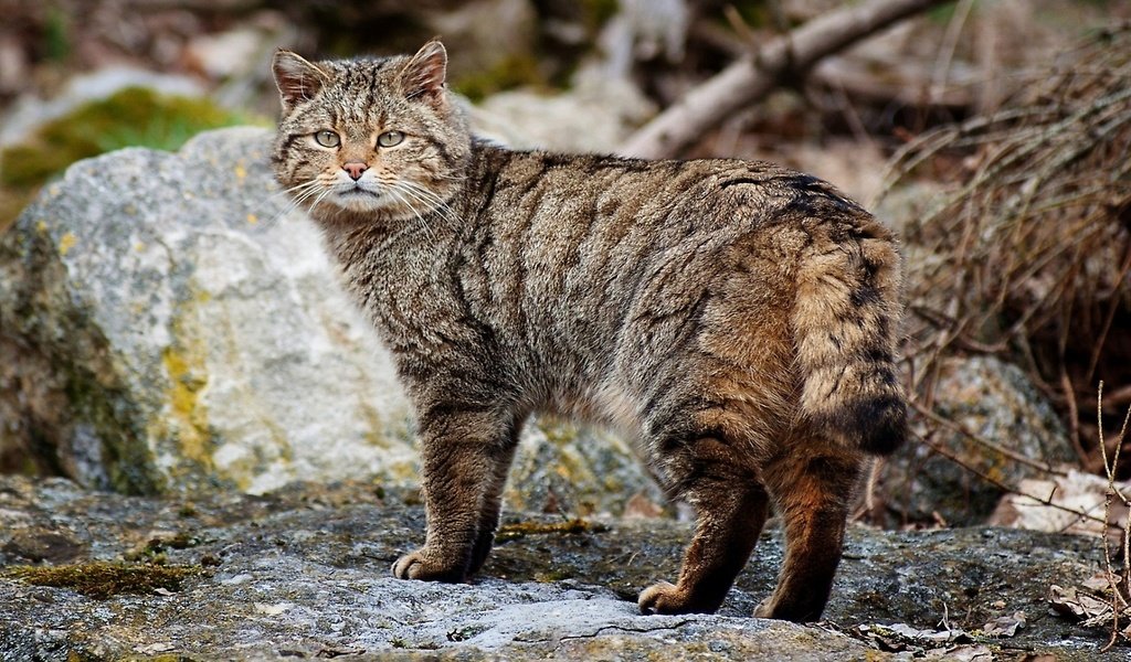 Обои дикий кот, возле камня, wild cat, near stone разрешение 1920x1080 Загрузить