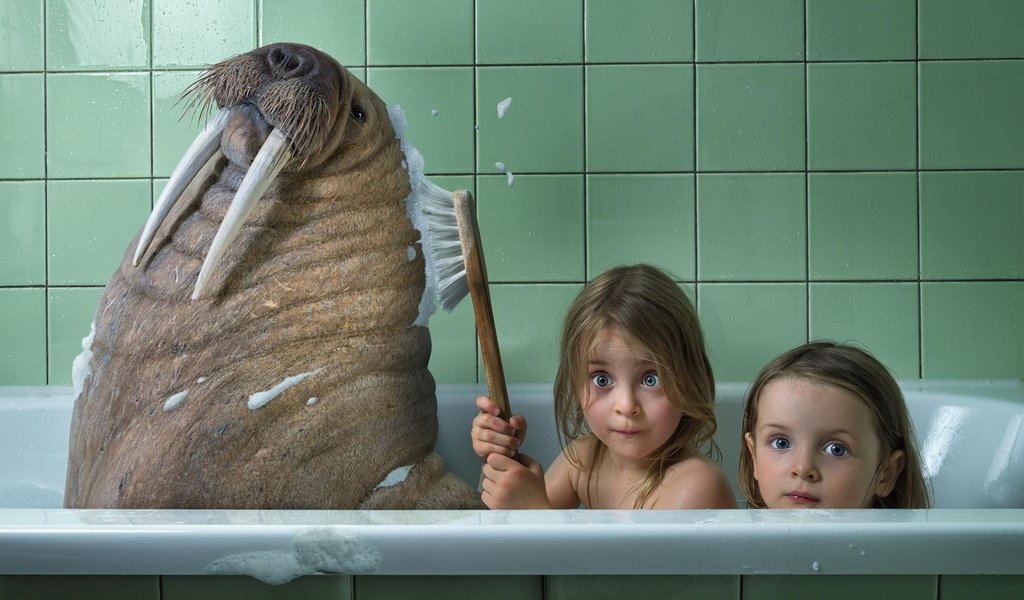 Обои животные, дети, юмор, ванна, морж, animals, children, humor, bath, walrus разрешение 1920x1200 Загрузить