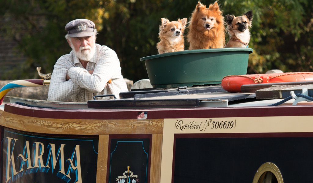 Обои собаки, старик, три храбреца в одном тазу, dogs, the old man, three brave in one basin разрешение 2048x1365 Загрузить