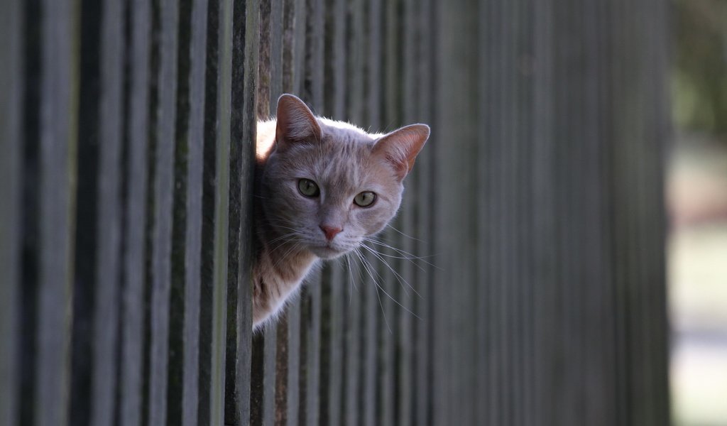 Обои кот, кошка, взгляд, забор, рыжий, cat, look, the fence, red разрешение 2560x1600 Загрузить