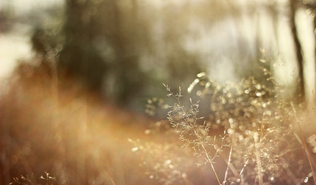 Обои трава, солнце, природа, макро, сухая, grass, the sun, nature, macro, dry разрешение 5184x3456 Загрузить