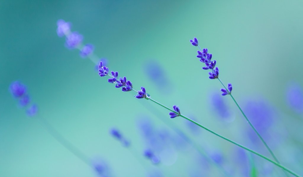 Обои фон, капли, цветы.лаванда, background, drops, flowers.lavender разрешение 3000x2000 Загрузить