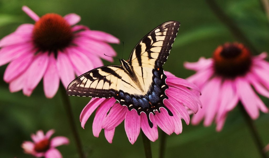 Обои цветы, бабочка, насекомые, flowers, butterfly, insects разрешение 1920x1200 Загрузить