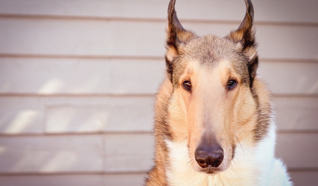 Обои взгляд, собака, друг, колли, короткошерстная, look, dog, each, collie, shorthair разрешение 1920x1280 Загрузить